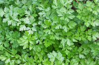 Petroselinum crispum, Parsley,  Ache, Devil-and-Back-Ten-Times, Garden Parsley, Herb of Death, Herb Venus